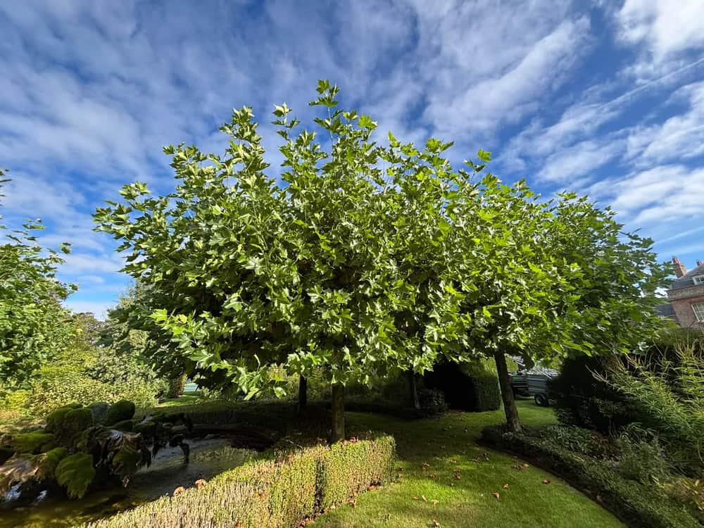 Three trees with raised crowns standing above a pond garden