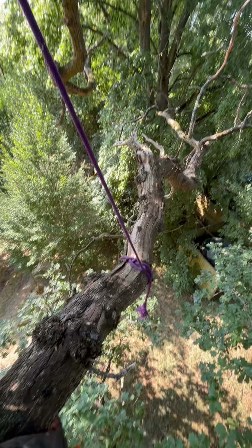 A rigging sling tied around a rotten limb high in a tree
